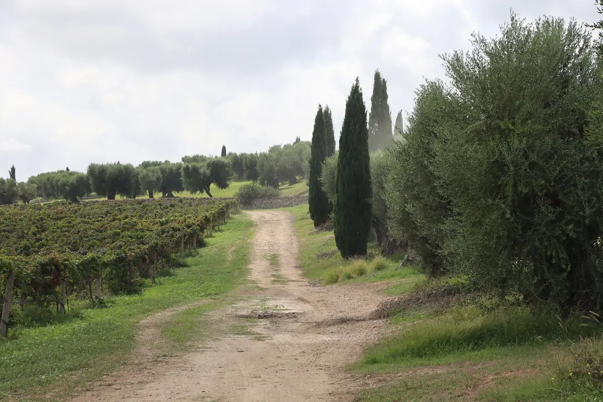 Vigneti e ulivi in una masseria