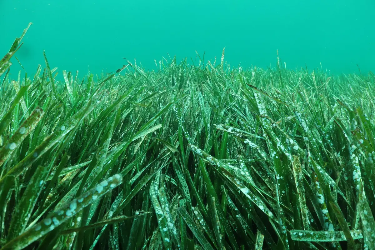 Una prateria di posidonia sott'acqua