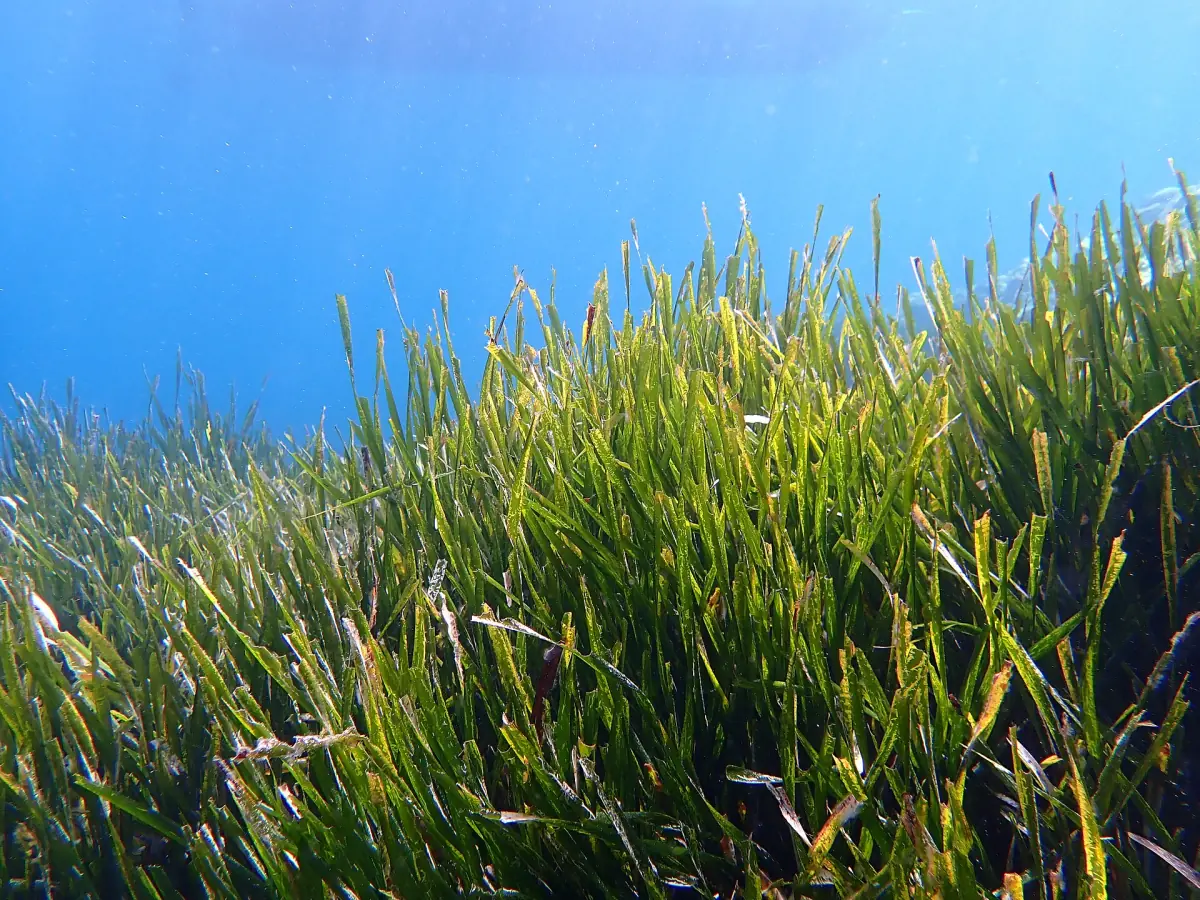 Posidonia in acqua limpida