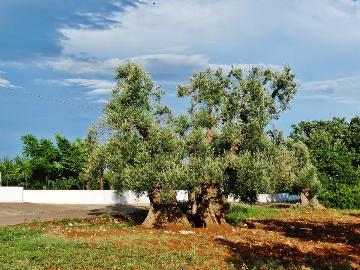 Un ulivo secolare in Puglia